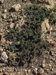 Eriogonum parvifolium