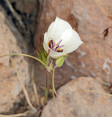 Calochortus bruneaunis