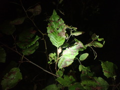 Dasineura serrulatae