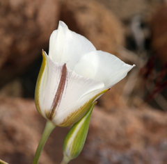 Calochortus bruneaunis