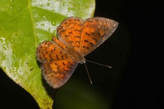 Parvospila lucianus