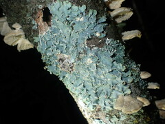 Punctelia caseana
