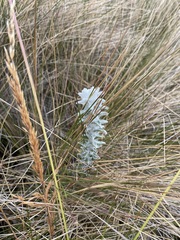 Lasiocephalus ovatus