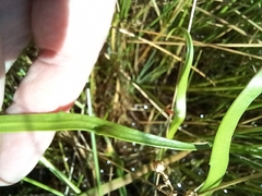 Eryngium vesiculosum