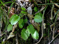 Senecio rufiglandulosus