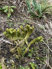 Phlegmariurus crassus