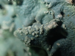 Punctelia caseana