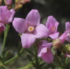 Boronia spathulata