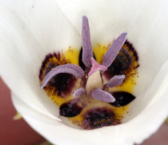 Calochortus bruneaunis