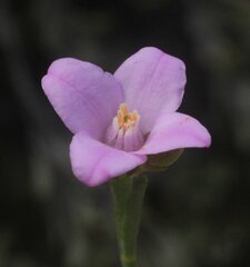 Boronia spathulata