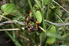 Oncopeltus spectabilis