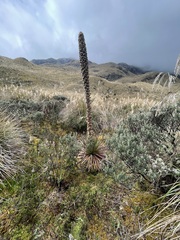 Puya clava-herculis