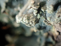 Punctelia caseana