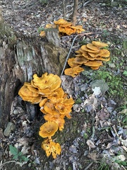 Omphalotus
