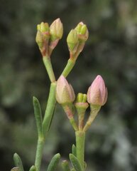 Boronia spathulata