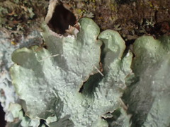 Punctelia caseana