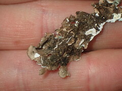 Punctelia caseana