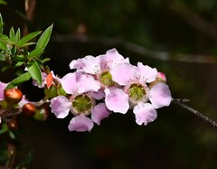 Leptospermum squarrosum