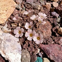 Oxalis chachahuensis