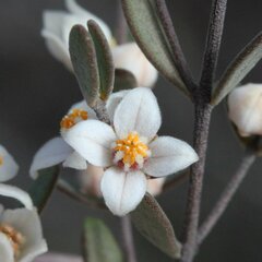 Boronia ternata austrofoliosa