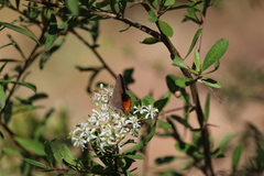 Paralucia pyrodiscus