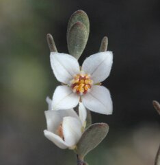 Boronia ternata austrofoliosa