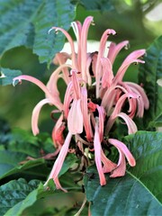 Justicia carnea