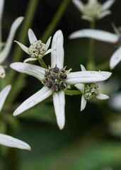 Alepidea cordifolia