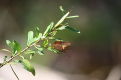Paralucia pyrodiscus