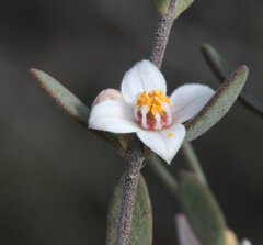 Boronia ternata austrofoliosa