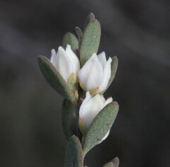 Boronia ternata austrofoliosa