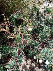 Berberis empetrifolia