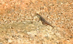 Tropidurus imbituba