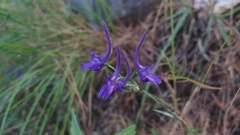 Delphinium peregrinum