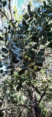 Cryptocarya alba