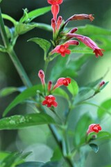 Ruellia angustiflora