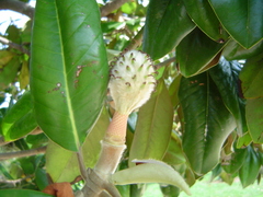 Magnolia grandiflora