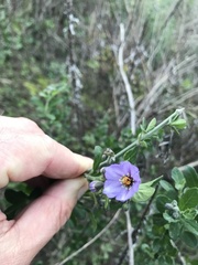 Solanum xanti