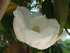 Magnolia grandiflora