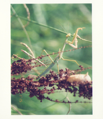 Coptopteryx argentina