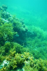 Pempheris multiradiata