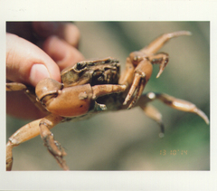 Zilchiopsis collastinensis
