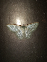 Chloropteryx opalaria