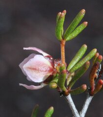 Boronia octandra