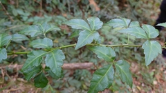 Eleutherococcus trifoliatus setosus