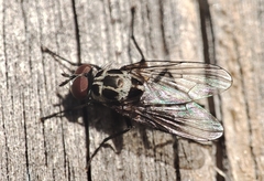 Anthomyia procellaris