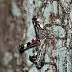 Dendrotettix quercus