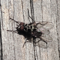 Anthomyia procellaris