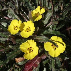 Camissoniopsis
