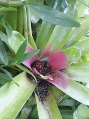 Neoregelia